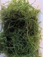 Javamos, Dieren en Toebehoren, Ophalen, Nieuw, Plant(en), Steen of Hout