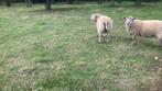 Vlees rammen te koop, Dieren en Toebehoren, Mannelijk, Schaap