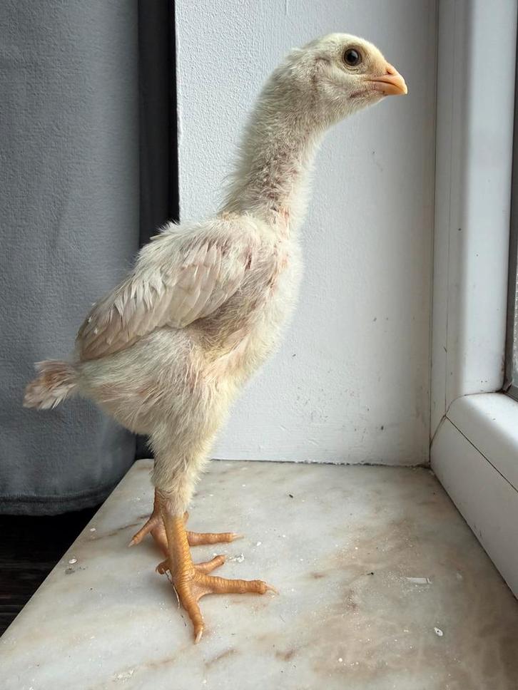 Poussines O Shamo, Animaux & Accessoires, Volatiles