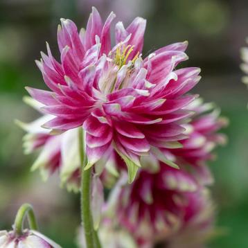 Aquilegia vulgaris ‘Nora Barlow’ beschikbaar voor biedingen