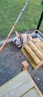 Twee konijnen en toebehoren, Dieren en Toebehoren, Groot