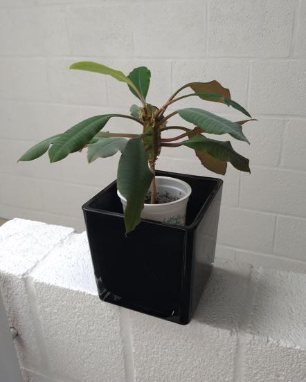 Euphorbia leuconeura - de Madagascar Jewel (kamerplant), Huis en Inrichting, Kamerplanten, Vetplant, In pot, Ophalen