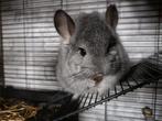 Chinchilla vrouwtjes, Dieren en Toebehoren, Knaagdieren, Chinchilla