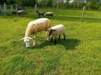 Swifter ooi met kruising ooilam, Mouton, Femelle, 0 à 2 ans