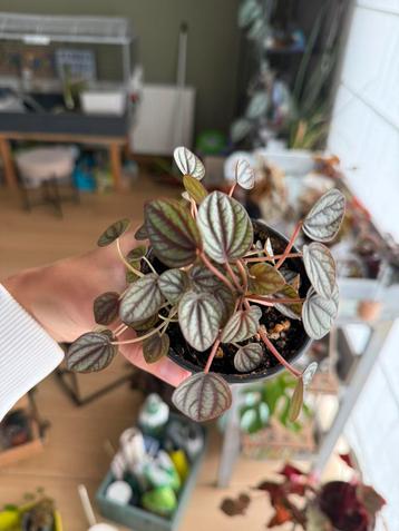 Peperomia plant beschikbaar voor biedingen