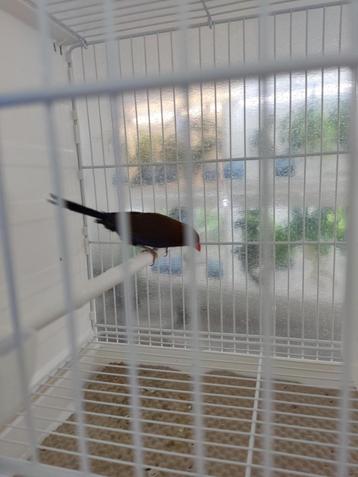 Purper granaat astrilde, Dieren en Toebehoren, Vogels | Overige Vogels, Mannelijk, Tropenvogel, Geringd