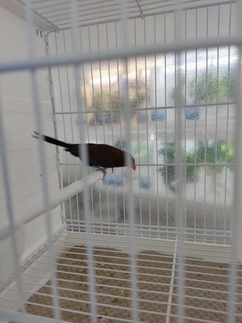 Purper granaat astrilde, Dieren en Toebehoren, Vogels | Overige Vogels, Tropenvogel, Mannelijk, Geringd
