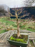 Bonsai acer palmatum, Tuin en Terras, Ophalen