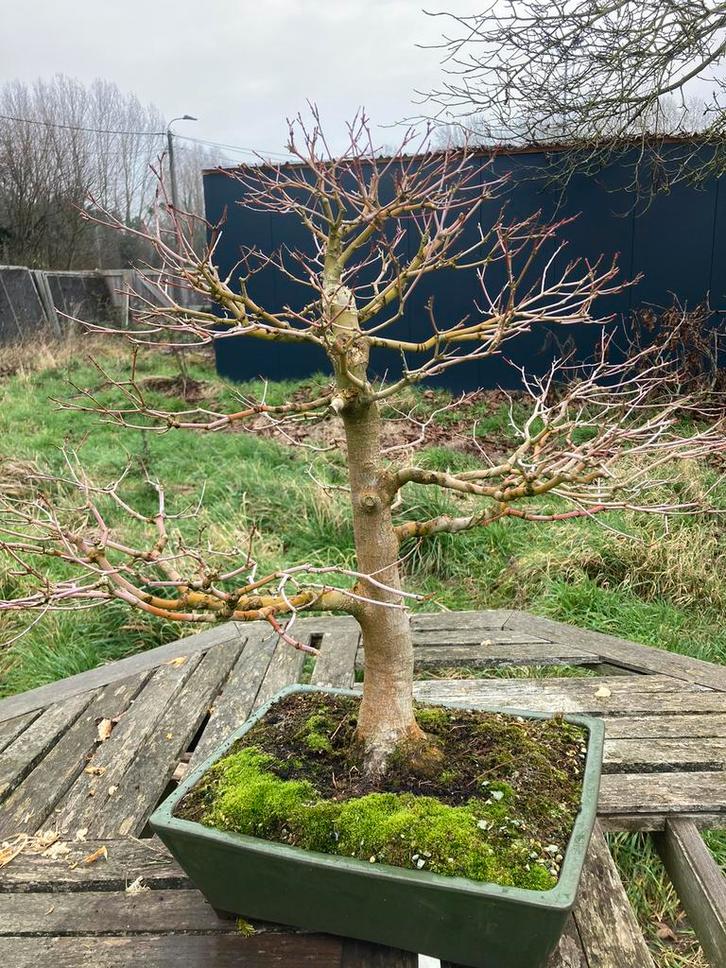 Bonsai acer palmatum, Tuin en Terras, Planten | Bomen, Ophalen