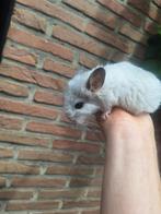 2 jonge chinchilla vrouwtjes, super tam, Dieren en Toebehoren, Mei, Chinchilla, Tam