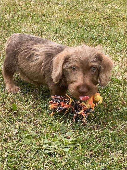 Ruwharige teckelpups, Dieren en Toebehoren, Honden | Teckels en Dashonden, Meerdere dieren, Ruwhaar, Dwerg, Fokker | Professioneel