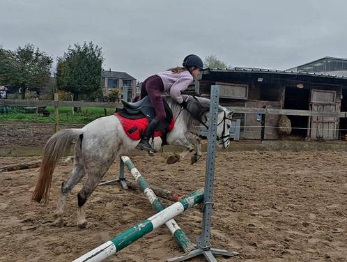 B-pony merrie te koop, Dieren en Toebehoren, Pony's, Merrie, B, B pony (1.17m tot 1.27m), Springpony, 3 tot 6 jaar, Gechipt, Ontwormd