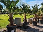 Palmboom - Trachycarpus Wagnerianus, Halfschaduw, Ophalen, Palmboom