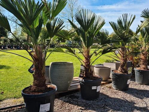 Palmboom - Trachycarpus Wagnerianus, Tuin en Terras, Planten | Bomen, Palmboom, Halfschaduw, Ophalen