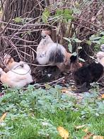 3 mooie jonge grijze zijdehoenhanen, Dieren en Toebehoren, Pluimvee, Mannelijk, Kip