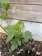 Framboos plantjes doornloos, Ophalen