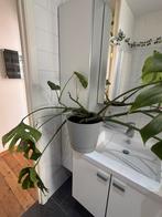 Monstera plant | Monstera deliciosa Plante à trous, Ophalen