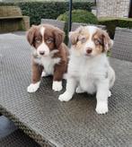 border collie pups, Dieren en Toebehoren, Honden | Herdershonden en Veedrijvers, België, Reu, CDV (hondenziekte), 8 tot 15 weken