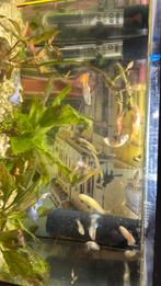guppy’s klein en groot 10st