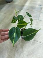 Philodendron Cream Splash, Ophalen of Verzenden