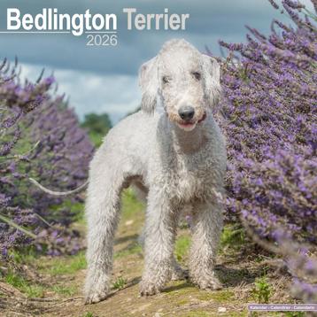 Kalender Bedlington Terrier 2026 beschikbaar voor biedingen
