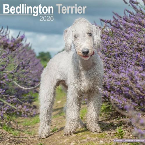 Kalender Bedlington Terrier 2026, Diversen, Kalenders, Nieuw, Jaarkalender, Ophalen of Verzenden