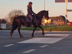 Jument frisonne enceinte de 4 ans super belle et courageuse , Animaux & Accessoires, Chevaux, Jument, 160 à 165 cm, Vermifugé