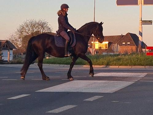 Jument frisonne enceinte de 4 ans super belle et courageuse , Animaux & Accessoires, Chevaux, Jument, 160 à 165 cm, 3 à 6 ans