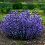 Nepeta 'Grog', Ophalen, Vaste plant, Bodembedekkers