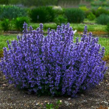 Nepeta 'Grog' beschikbaar voor biedingen
