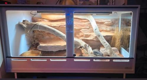 Terrarium avec varan red ackie tout équipé, Dieren en Toebehoren, Reptielen en Amfibieën | Toebehoren, Zo goed als nieuw, Ophalen