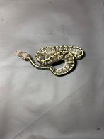1.0 GHI Phantom Pastel, Animaux & Accessoires, Serpent, Domestique, 0 à 2 ans