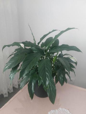 Mooie Vredeslelie (Spathiphyllum) in pot beschikbaar voor biedingen