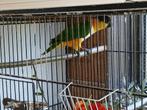 Zwartkop caique, Dieren en Toebehoren