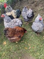 Wyandotte kriel broedeieren, Dieren en Toebehoren, Meerdere dieren, Kip