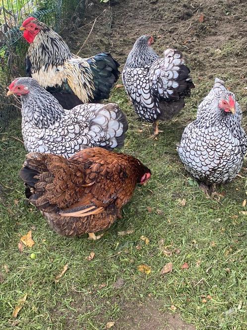 Wyandotte kriel broedeieren, Dieren en Toebehoren, Pluimvee, Kip, Meerdere dieren