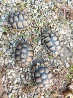 Prachtige nakweek Testudo marginata Sarda
