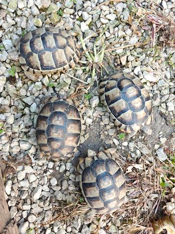 Prachtige nakweek Testudo marginata Sarda