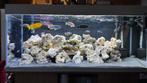 Aquarium compleet te koop, Dieren en Toebehoren, Ophalen, Zo goed als nieuw, Gevuld zoetwateraquarium