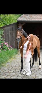 Werk in de paarden gezocht 🐴(duaal leren ), Dieren en Toebehoren, Paarden