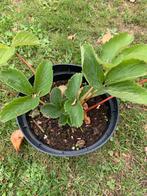 Mooie grote aardbei planten af te halen in Ruddervoorde, Tuin en Terras, Planten | Tuinplanten, Ophalen