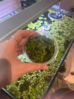 Salvina minima drijfplant, Dieren en Toebehoren, Ophalen, Zo goed als nieuw