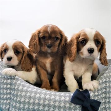 Cavalier King Charles - Belgische pups te koop