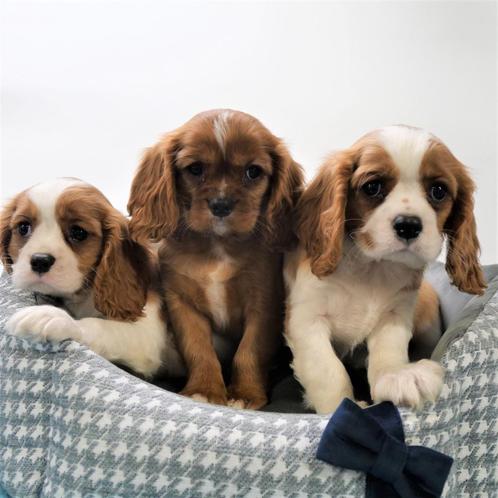 Cavalier King Charles - chiots Belges à vendre, Animaux & Accessoires, Chiens | Chihuahuas & Chiens de compagnie, Plusieurs animaux