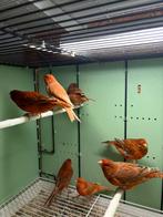 Canaris agate rouge, Ophalen