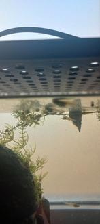 Garnaaltjes, guppy's en ruitenkuisers, Dieren en Toebehoren, Vissen | Aquariumvissen