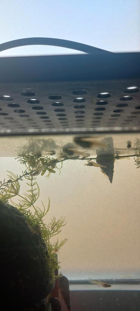 Garnaaltjes, guppy's en ruitenkuisers, Dieren en Toebehoren, Vissen | Aquariumvissen