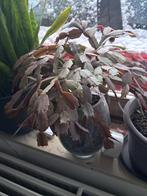 plante de noel, Enlèvement