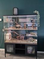 Chinchilla villa zonder tralies 120x50x120 - Knaagdierkooi, Dieren en Toebehoren, Knaagdieren en Konijnen | Hokken en Kooien, 110 cm of meer