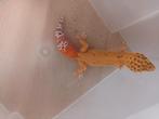 Luipaardgekko's te koop.blood inferno .mack snow super snow, Dieren en Toebehoren